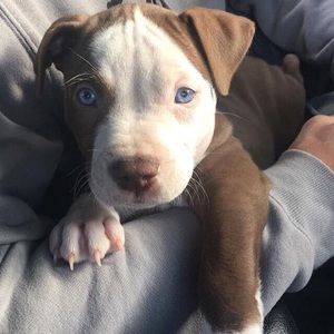 Meet your Posher, Mora